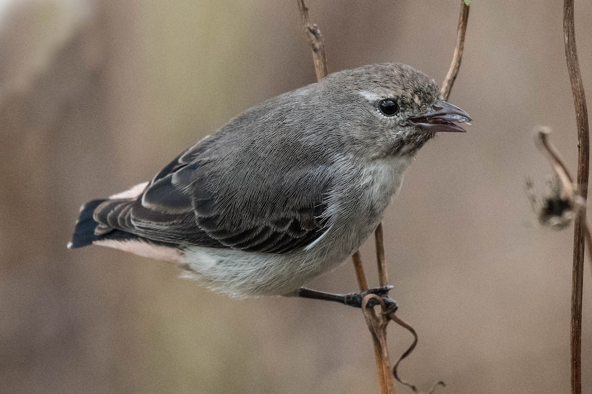 Picaflores Golondrina - ML114171451