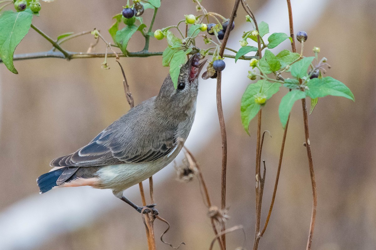 Mistletoebird - ML114171511