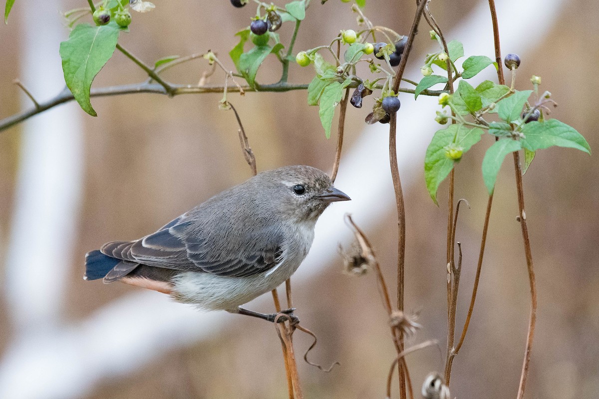 Mistletoebird - ML114171531