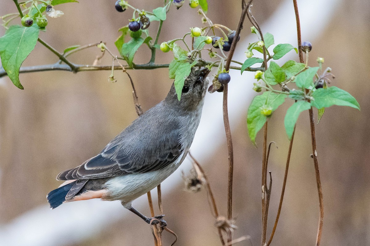 Picaflores Golondrina - ML114171541