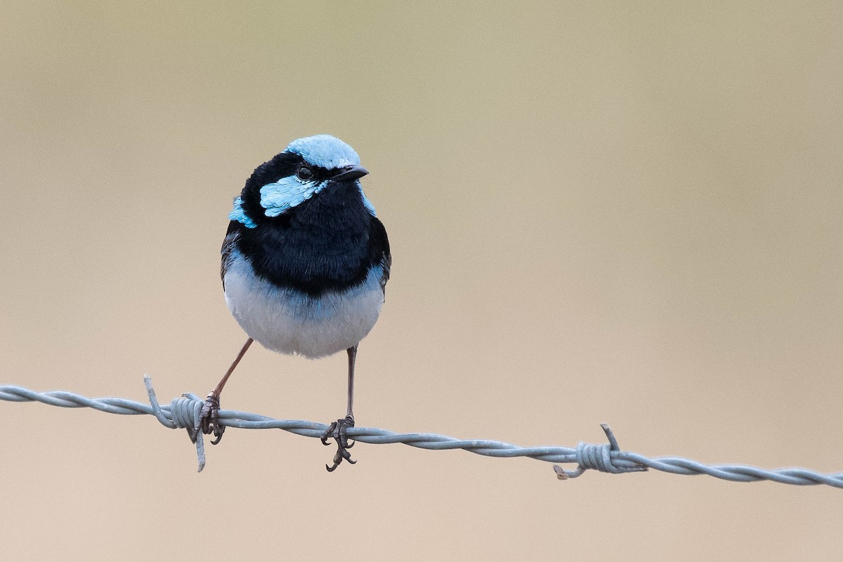 Superb Fairywren - ML114171561