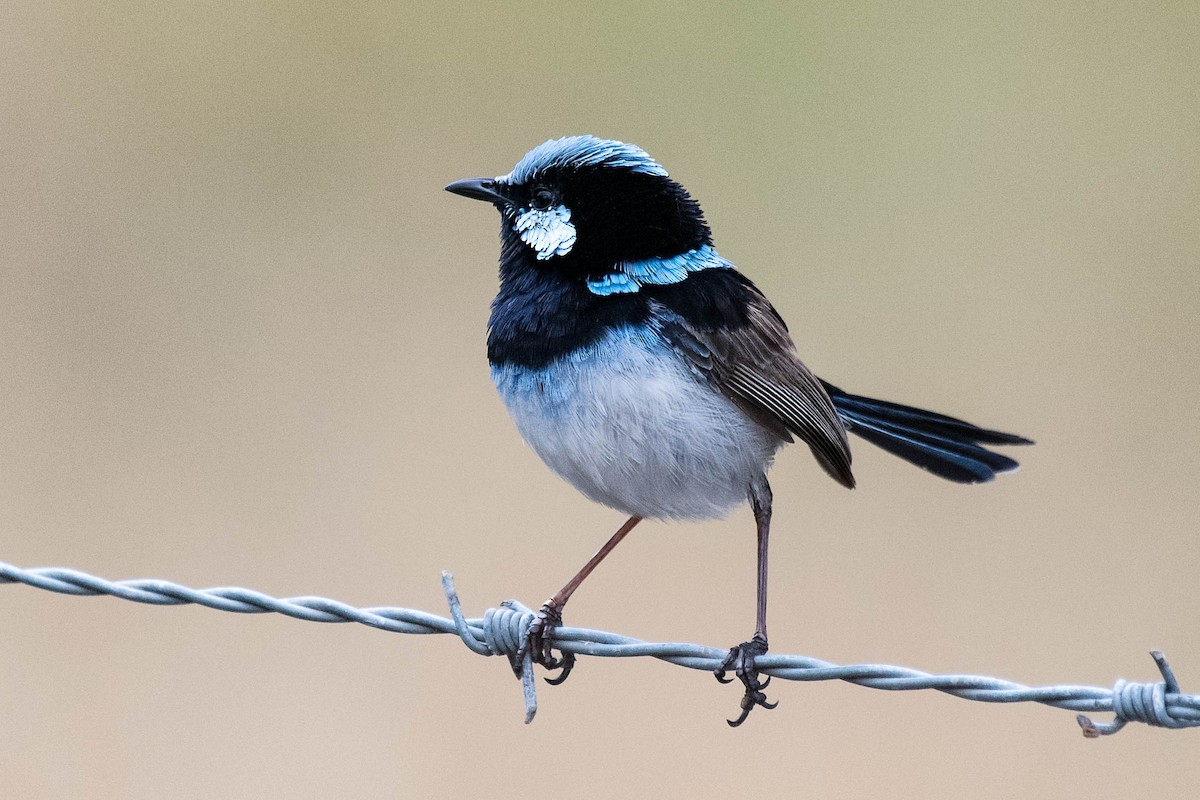 Superb Fairywren - ML114171601