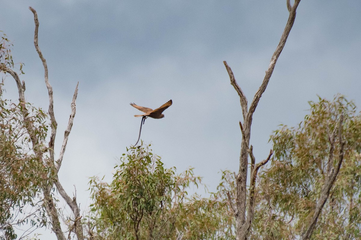 Brown Falcon - Terence Alexander