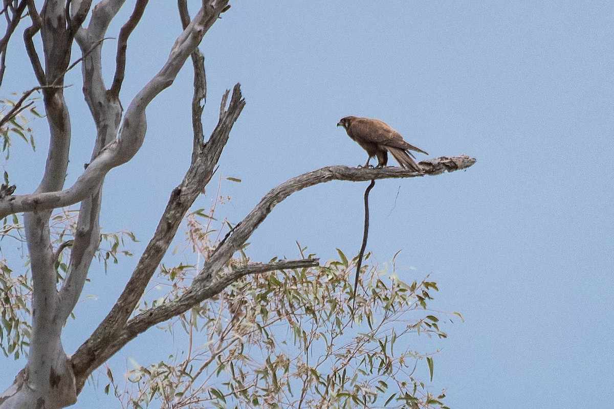 Brown Falcon - ML114171651