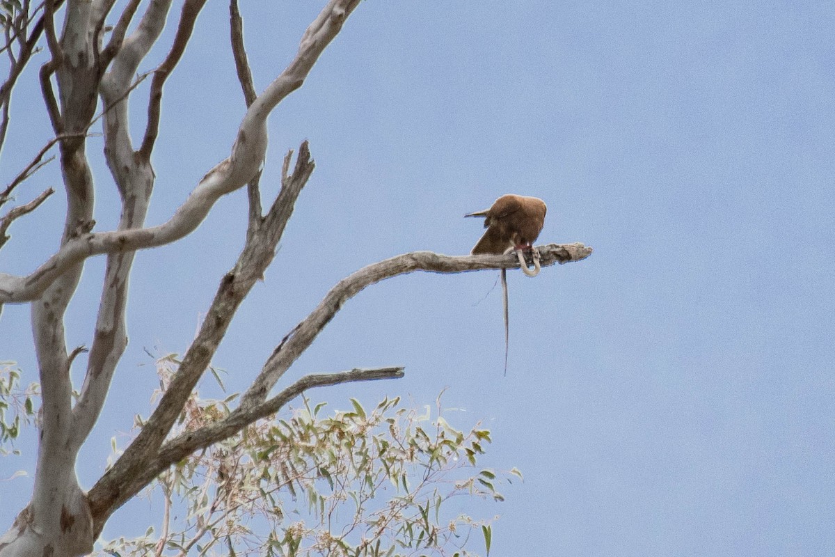 Brown Falcon - ML114171761