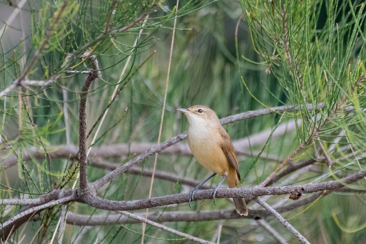 Australian Reed Warbler - ML114172021