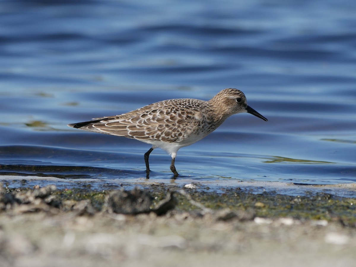 Baird's Sandpiper - ML114172211