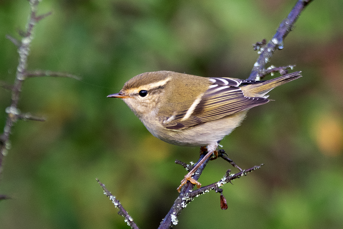Yellow-browed Warbler - ML114173521