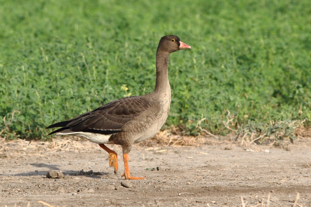 Lesser White-fronted Goose - Ohad Sherer