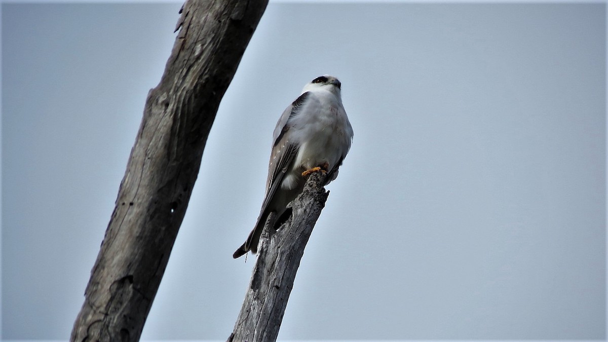 Black-shouldered Kite - ML114173911