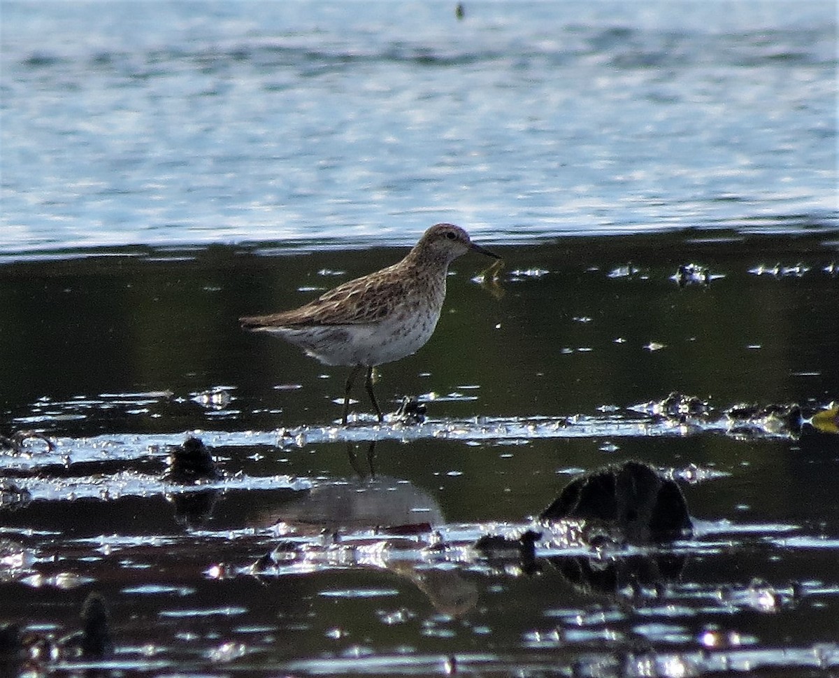 Sharp-tailed Sandpiper - ML114174811