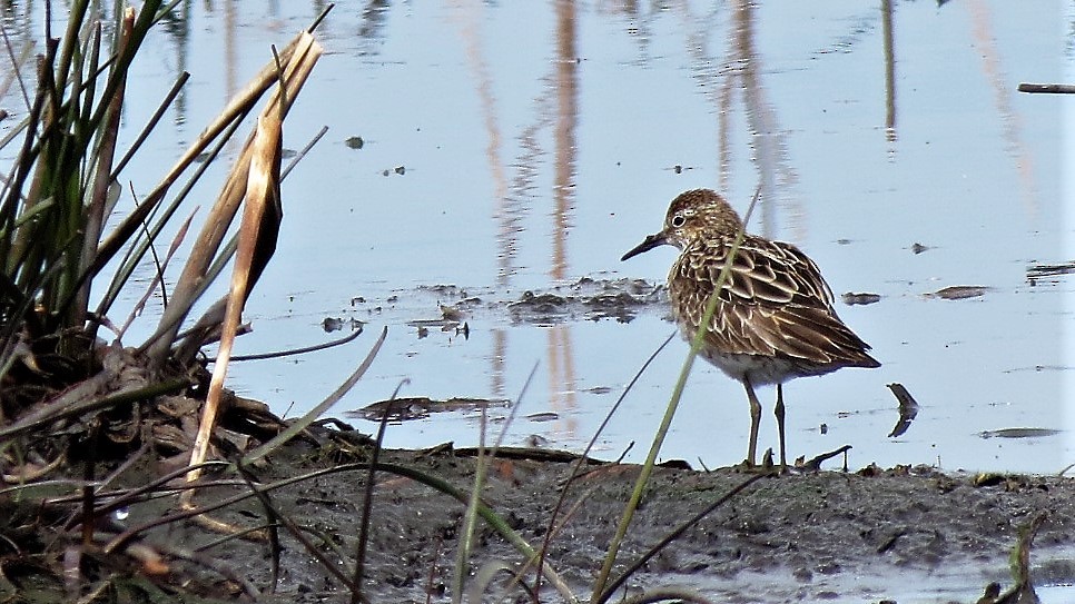 Sharp-tailed Sandpiper - ML114174891