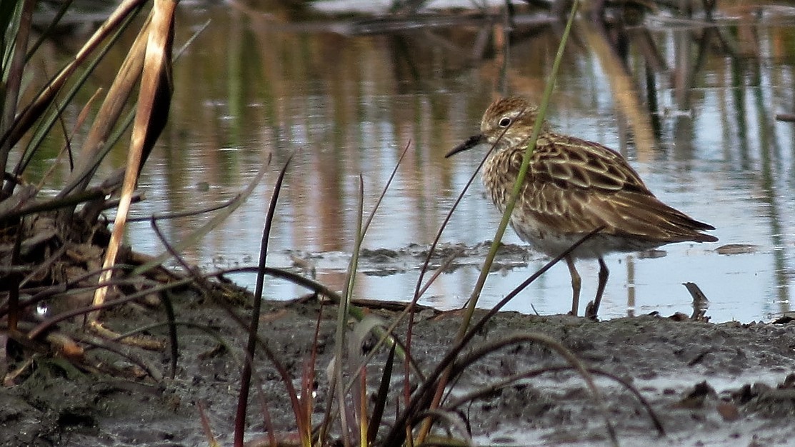 Sharp-tailed Sandpiper - ML114174921