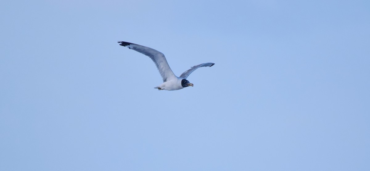 Pallas's Gull - mathew thekkethala