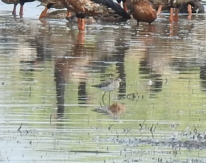 Wood Sandpiper - ML114177571