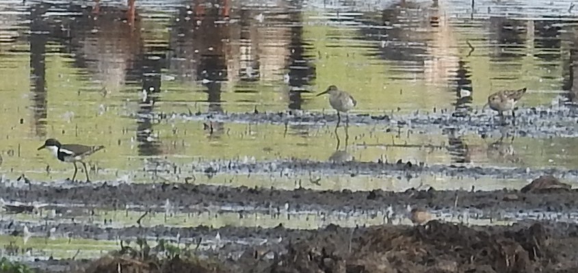 Wood Sandpiper - ML114177731