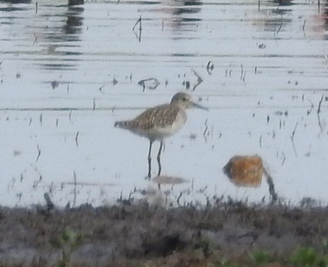 Wood Sandpiper - Colin Trainor