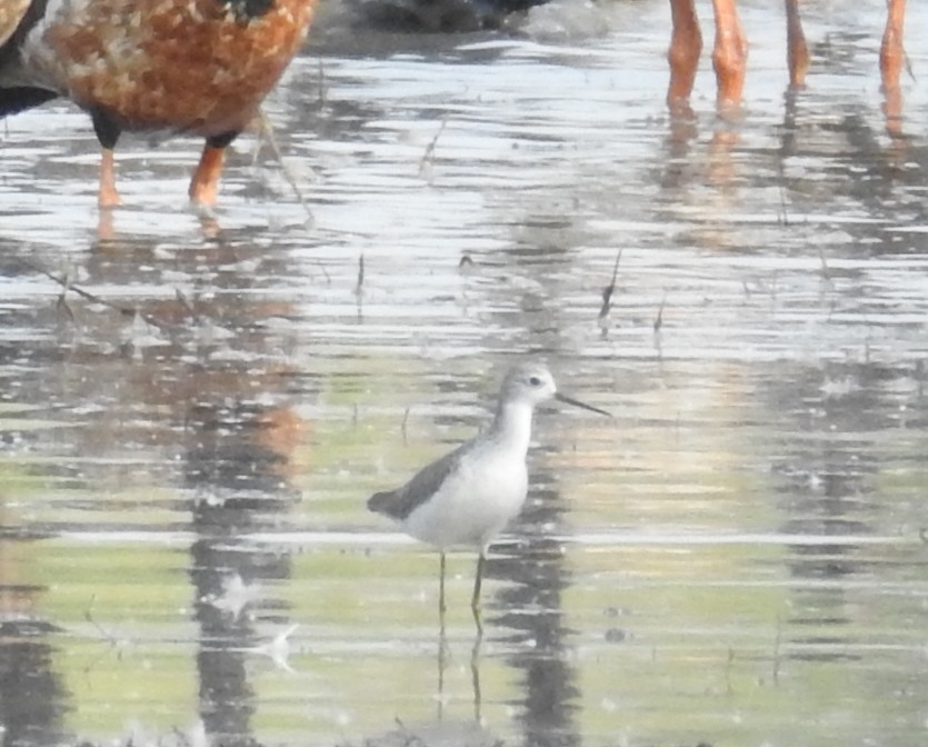 Marsh Sandpiper - ML114177811