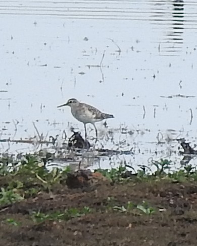 Wood Sandpiper - ML114177831