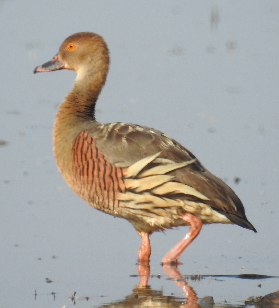 Plumed Whistling-Duck - Colin Trainor
