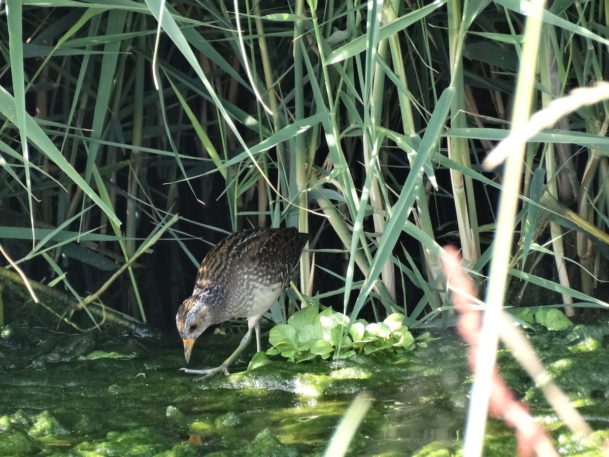 Spotted Crake - ML114178961