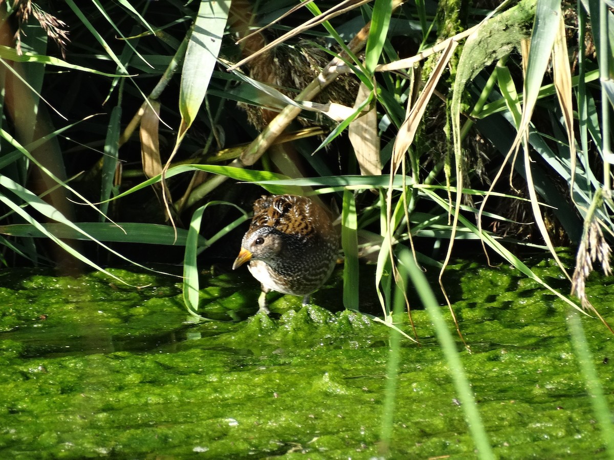 Spotted Crake - ML114178971