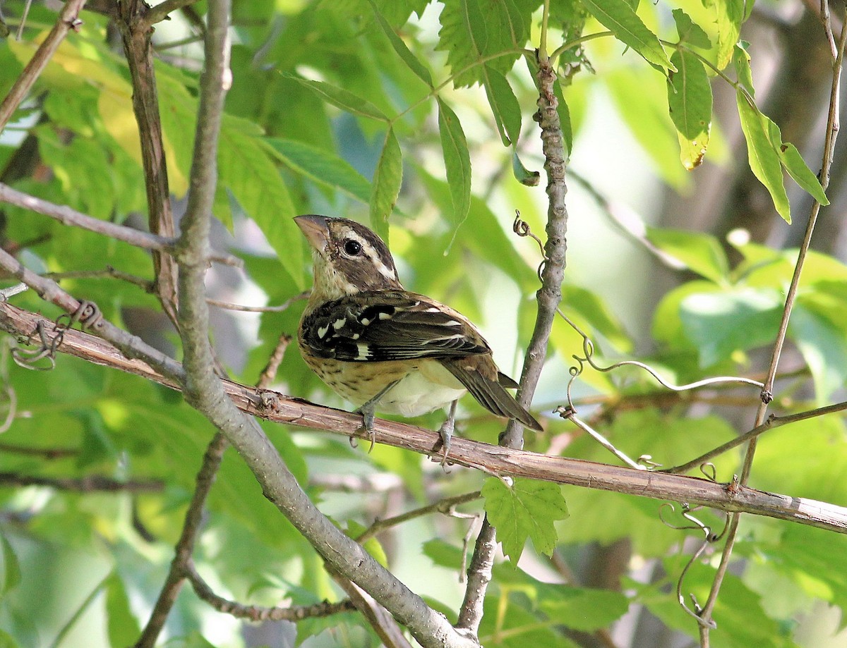 Rose-breasted Grosbeak - ML114180221