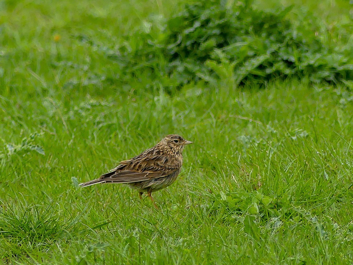 Eurasian Skylark - Mike Prince