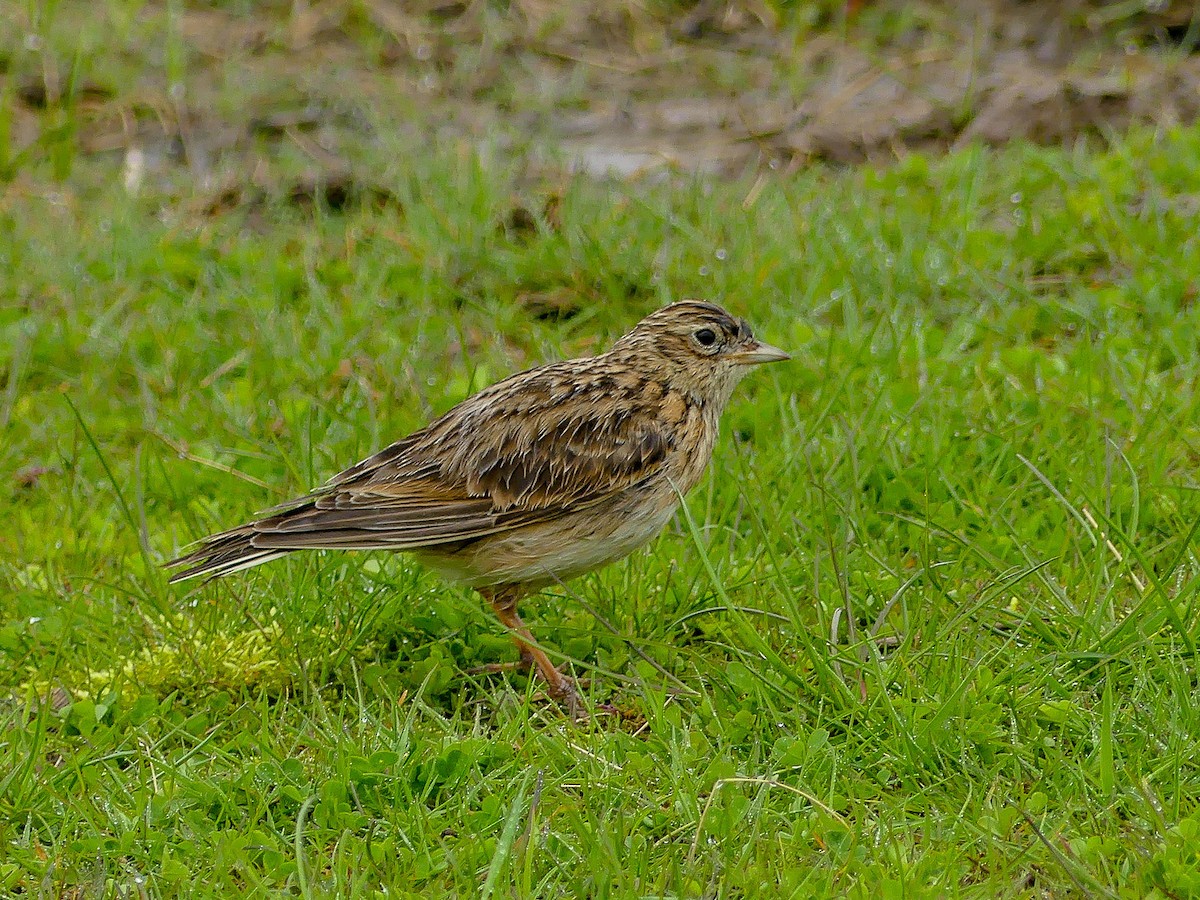 Eurasian Skylark - Mike Prince