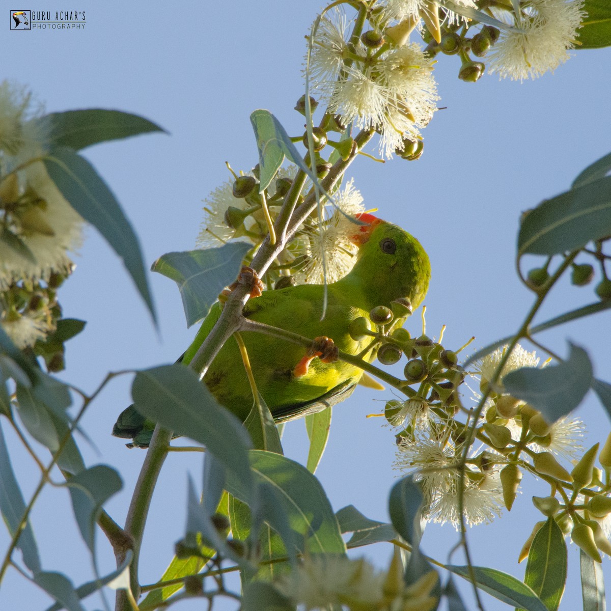 Vernal Hanging-Parrot - ML114183881