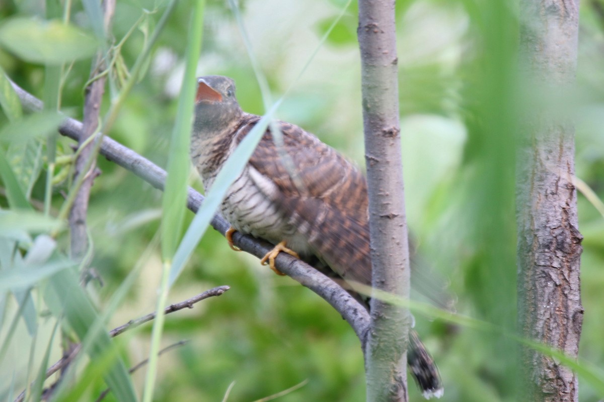 Common Cuckoo - ML114183981
