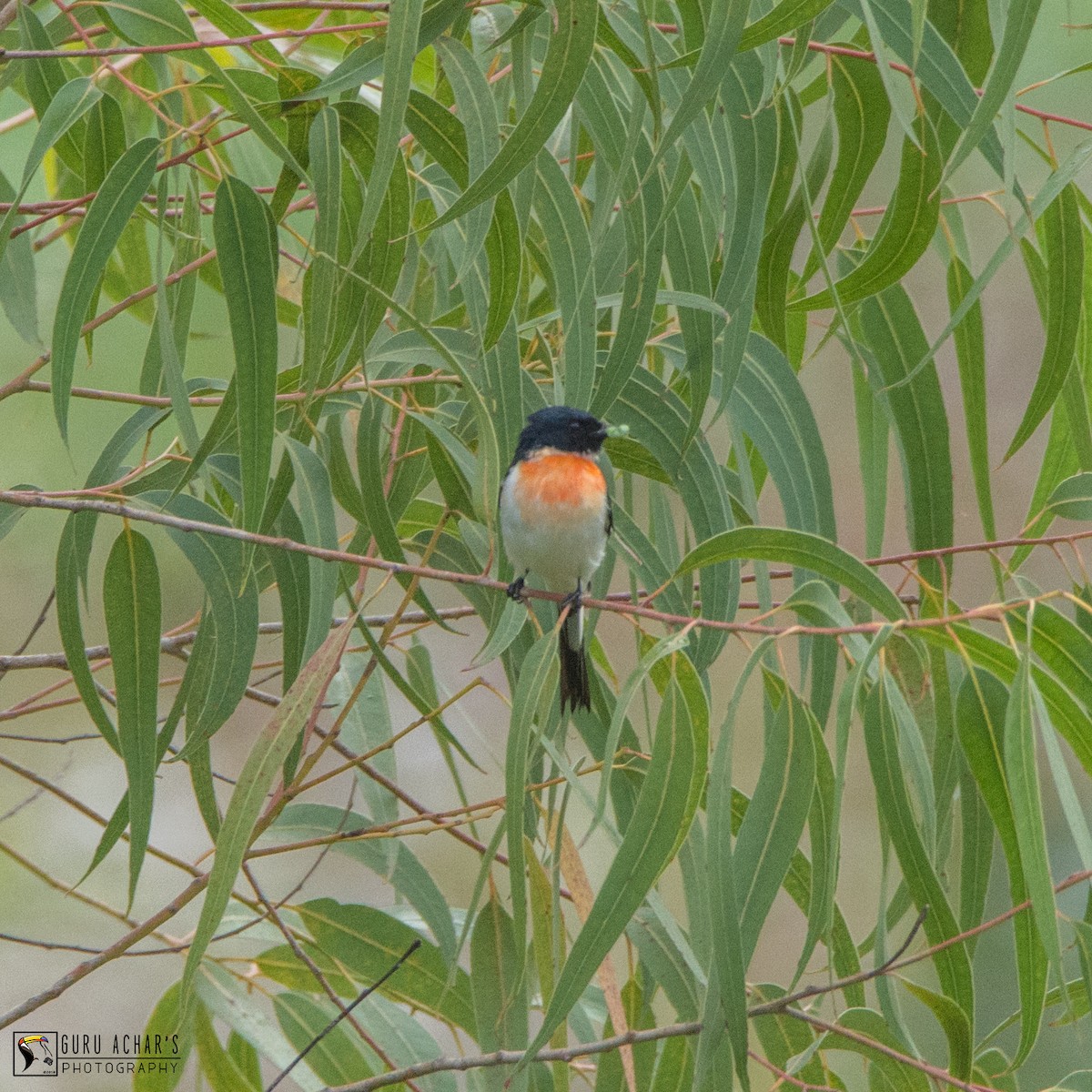 White-bellied Minivet - ML114184961