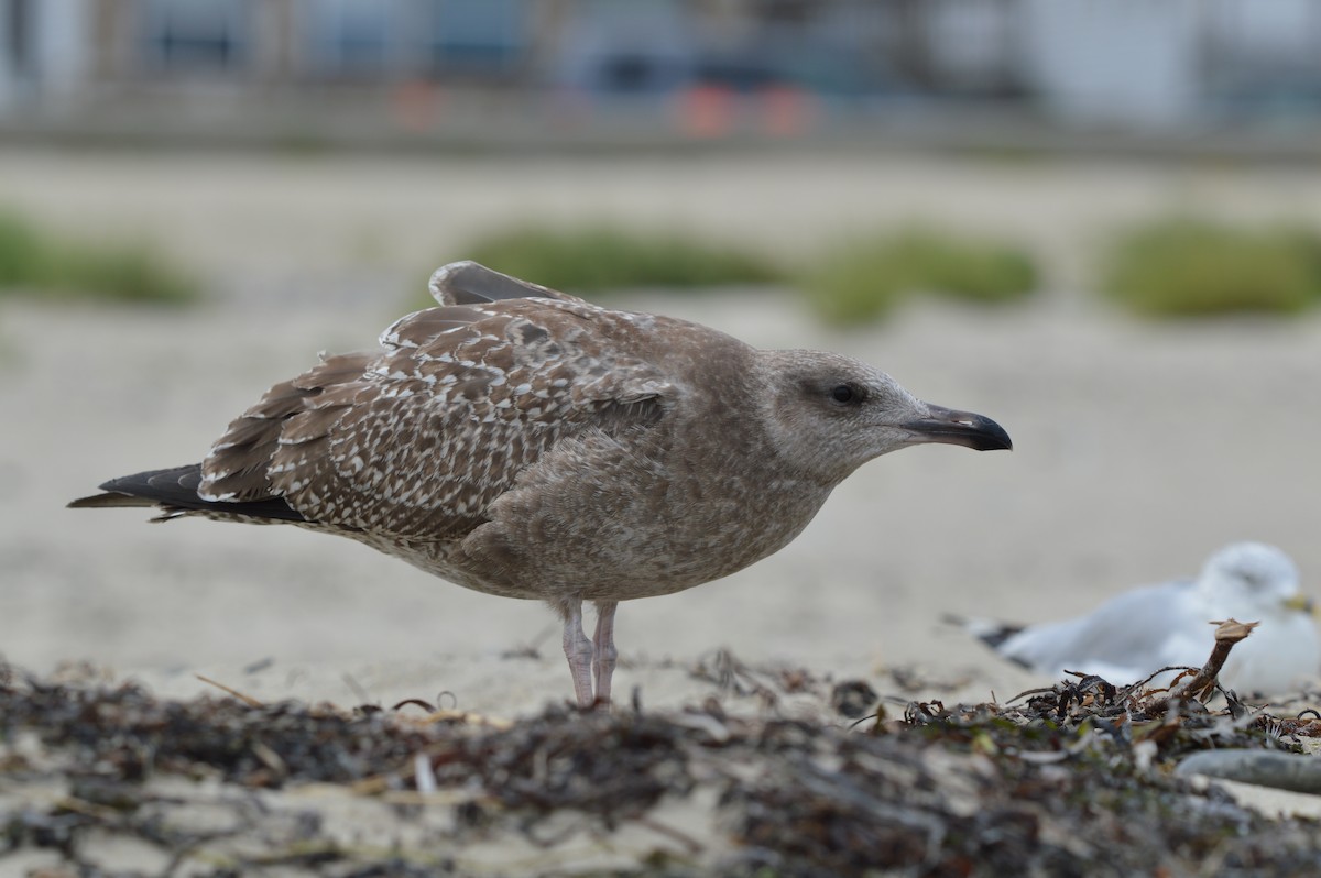 Herring Gull - Michael Mulqueen