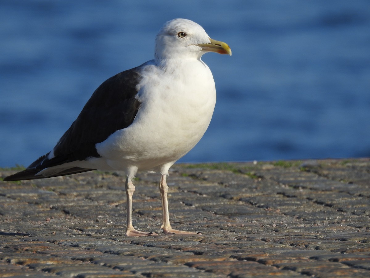 Lesser Black-backed Gull (intermedius) - ML114187391
