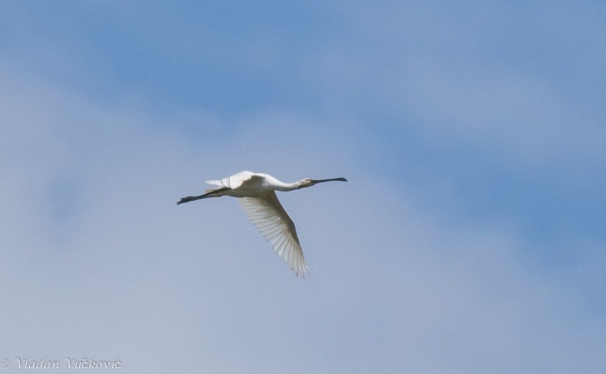 Eurasian Spoonbill - ML114188001