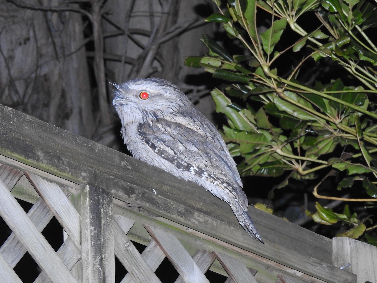 Tawny Frogmouth - ML114189321