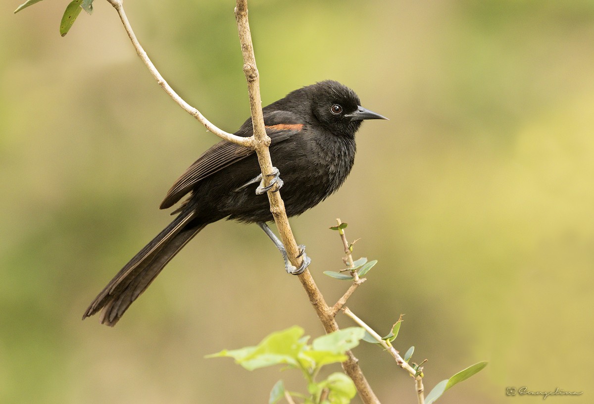 Variable Oriole - ML114191211