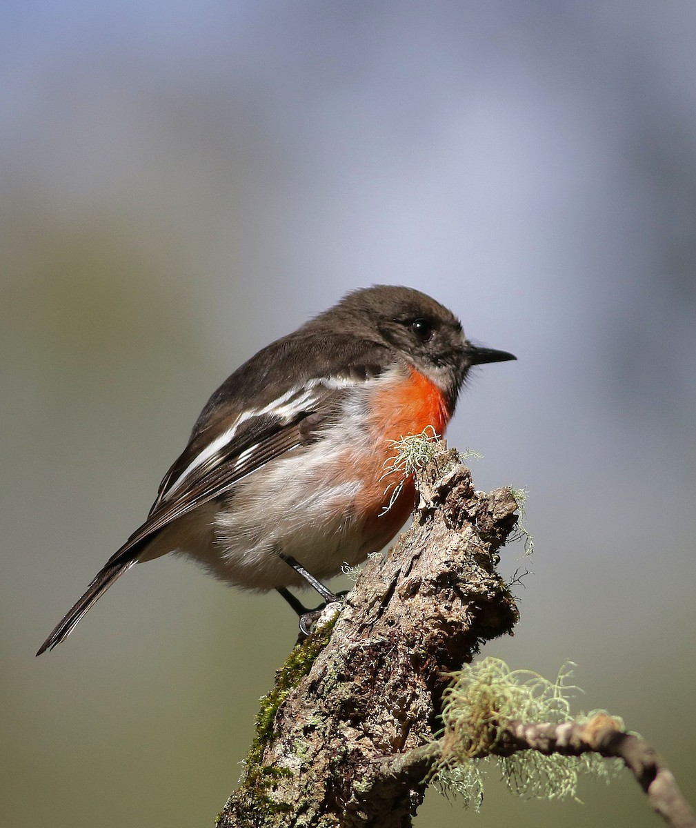 Scarlet Robin - ML114193571