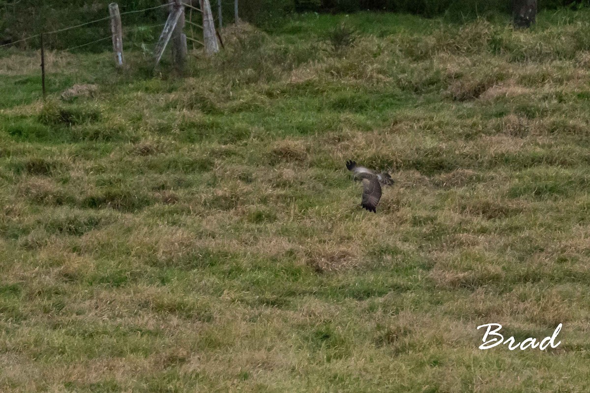 Spotted Harrier - ML114194071