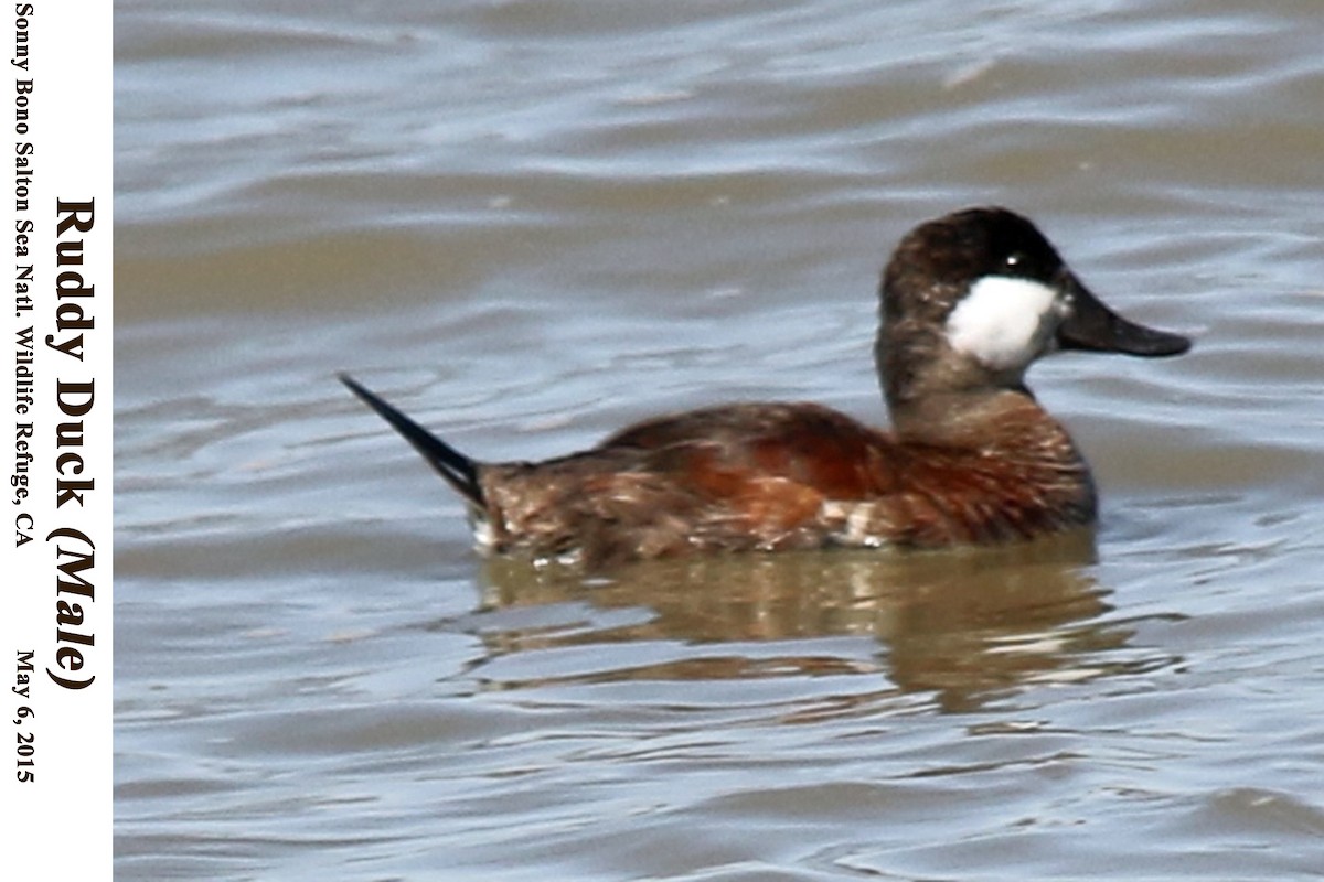 Ruddy Duck - ML114194401