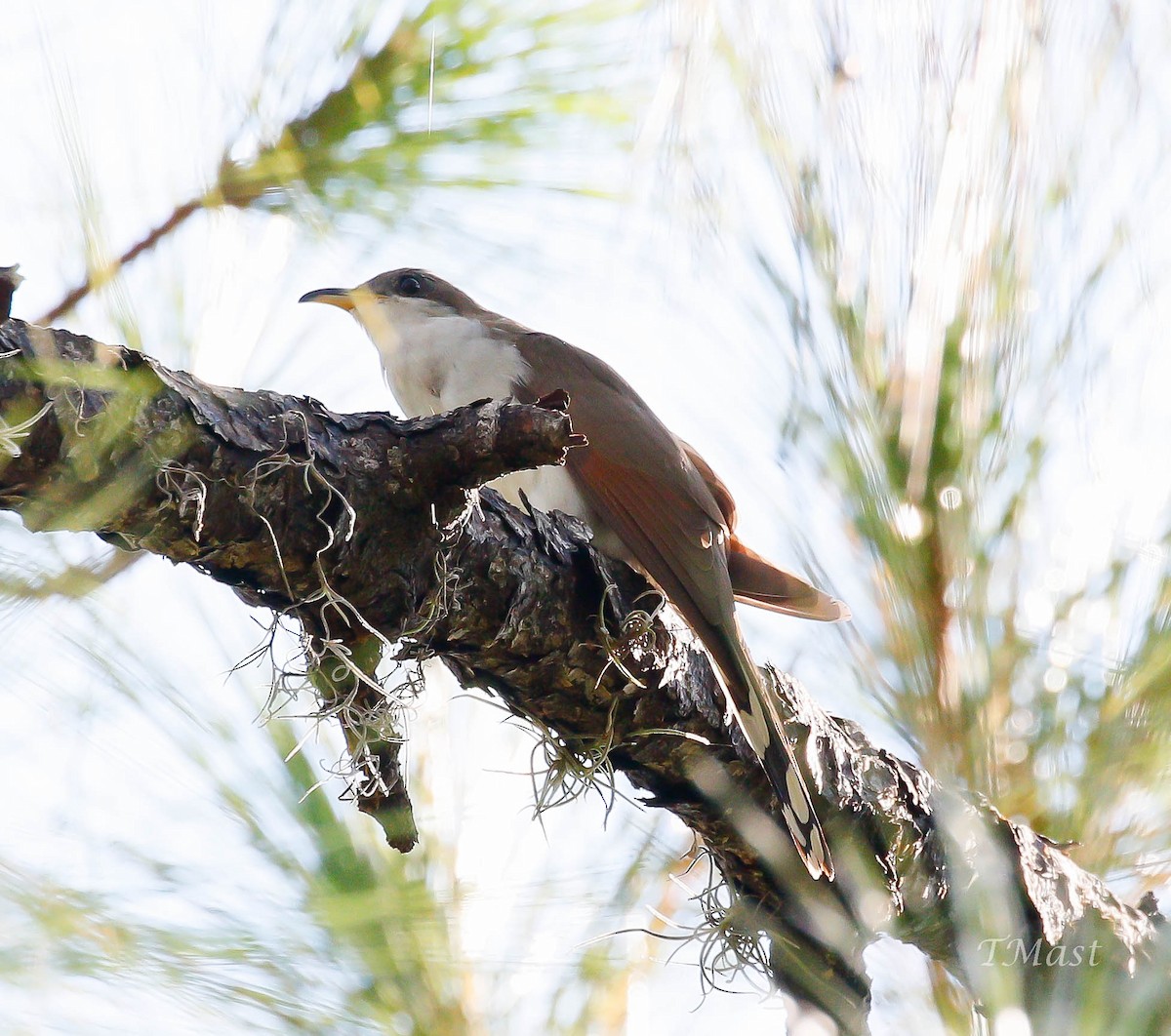 Yellow-billed Cuckoo - ML114194531