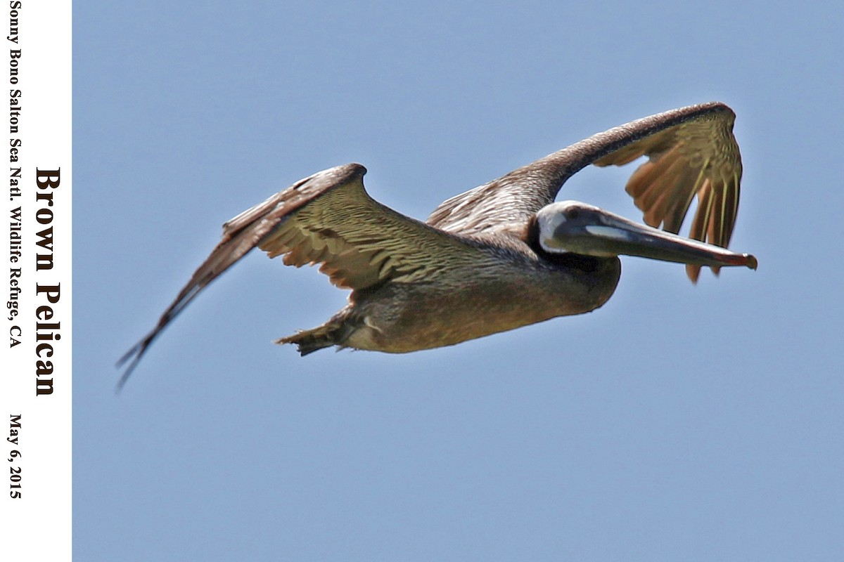 Brown Pelican - ML114195391