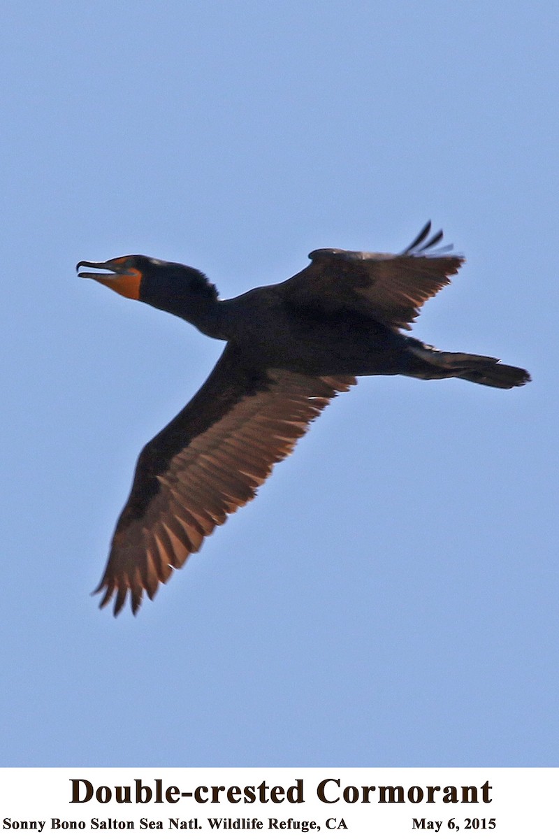 Double-crested Cormorant - ML114195461