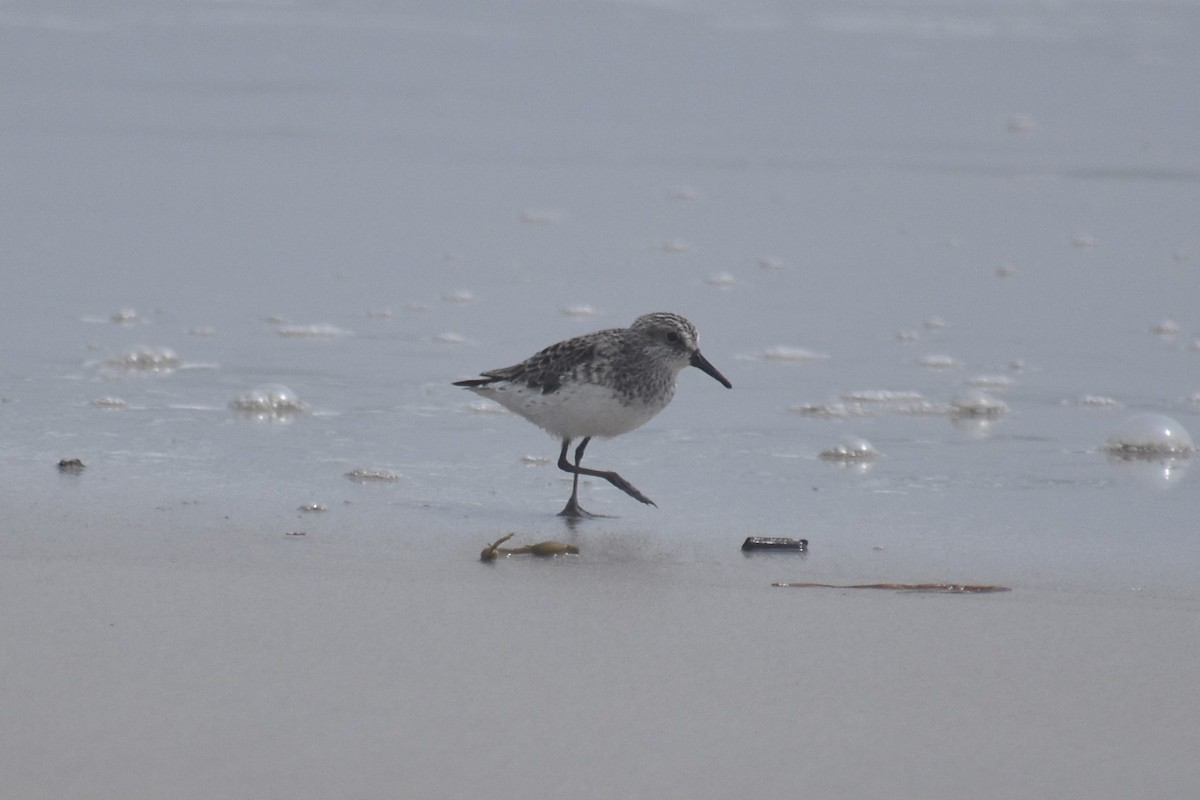 Bécasseau sanderling - ML114196271