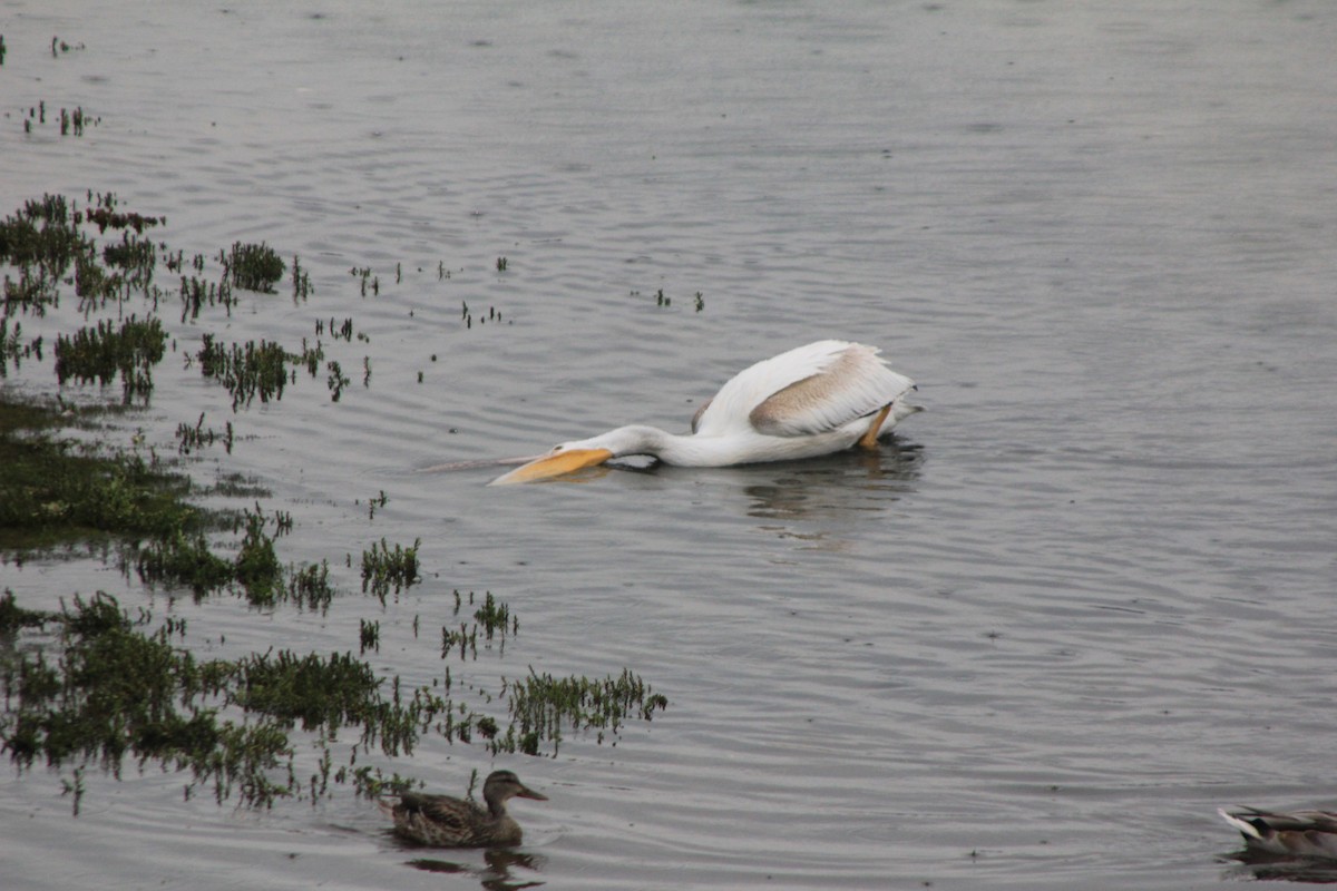 American White Pelican - ML114196321