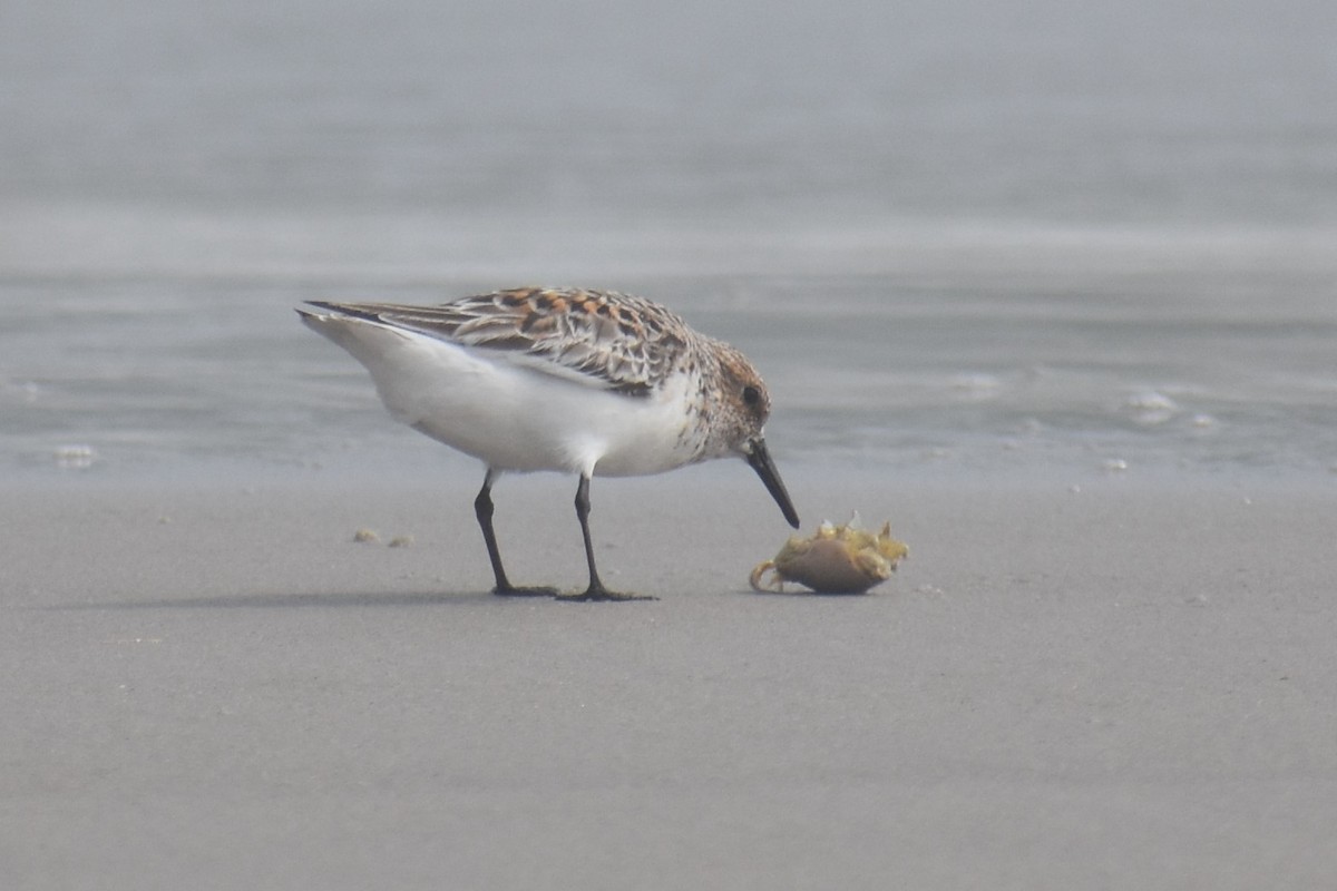 Sanderling - David Lichter