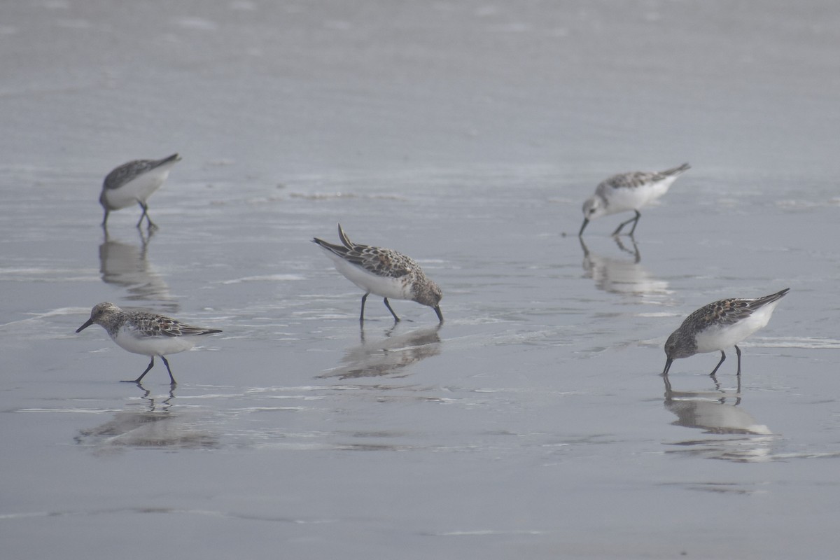 Bécasseau sanderling - ML114196511