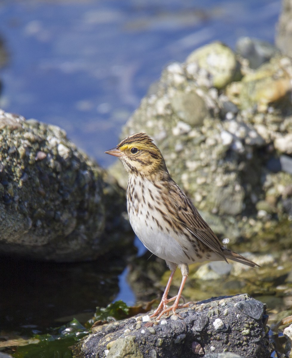 Savannah Sparrow - ML114196591