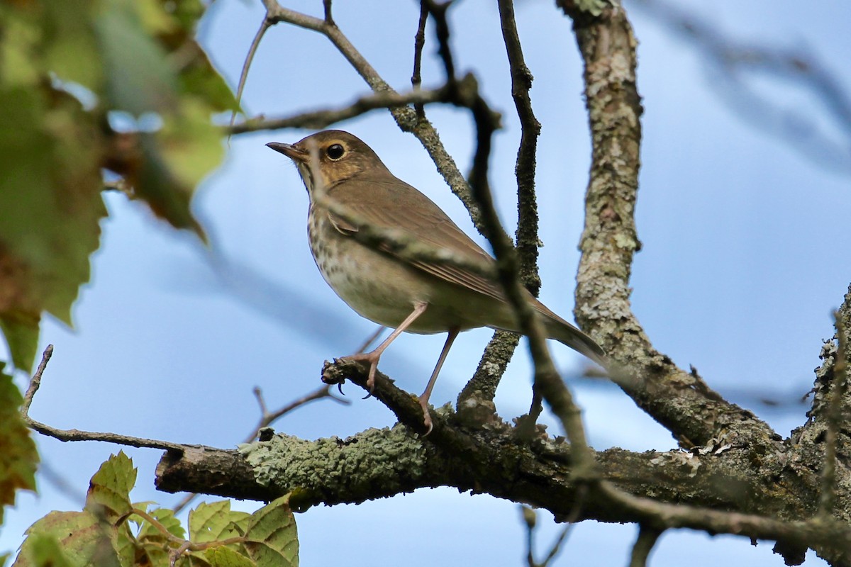 Swainson's Thrush - Jeffrey Boland