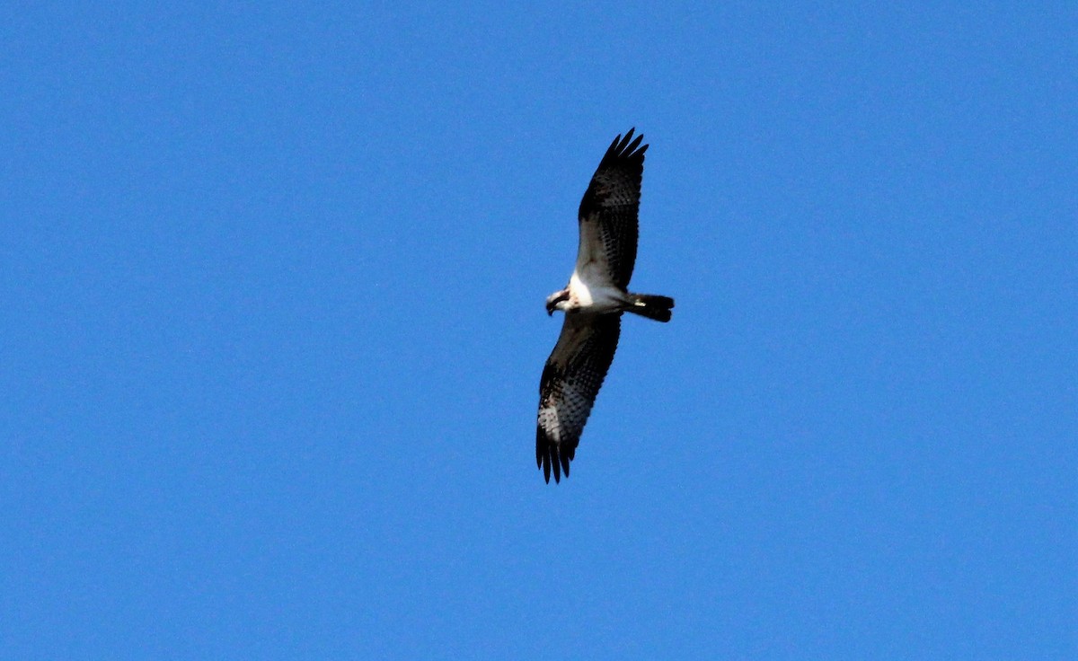 Osprey (haliaetus) - ML114197311